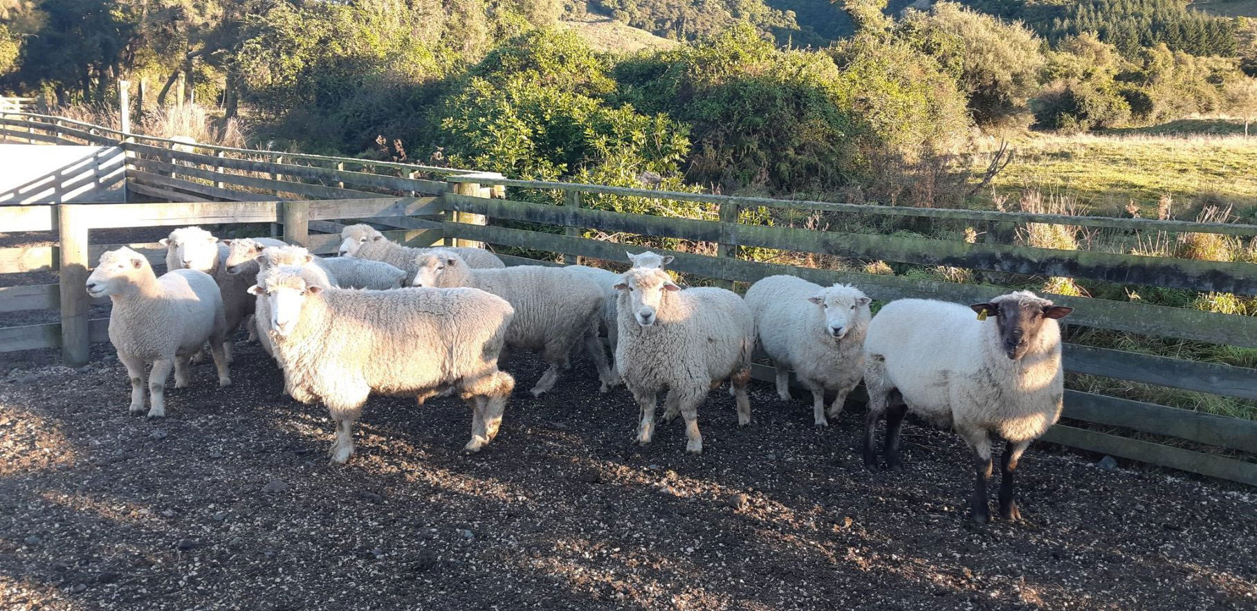 Post quake farming sheep performance 4WD tour